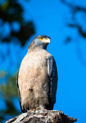 Crested Serpent Eagle