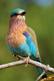 Indian Roller Bird
