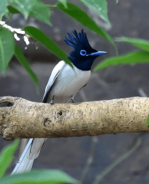 Birding in Kuno National Park