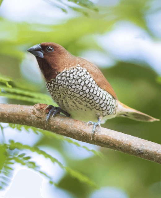 Birding in Pench National Park