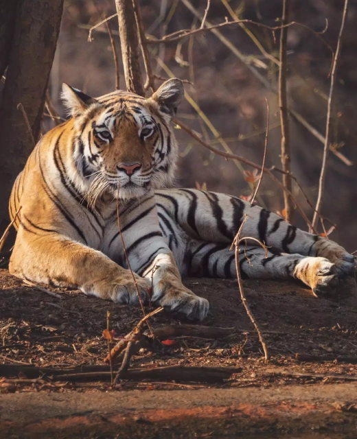 Fauna in Kuno National Park