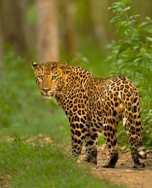 Fauna in Satpura
