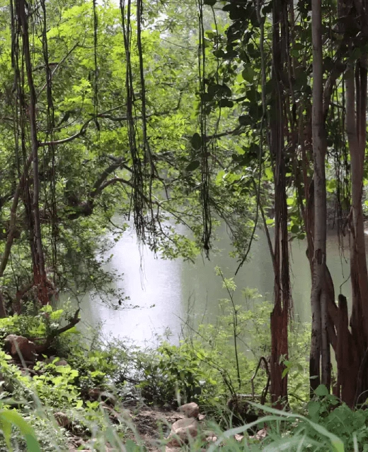 Flora in Kuno National Park