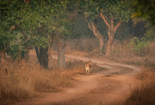 Cheetah on Safari Track