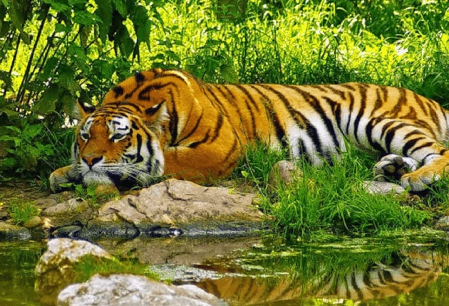 Satpura Wildlife Safari
