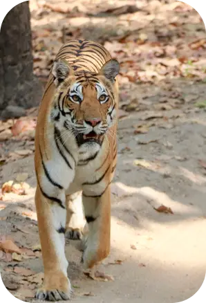 Do's & Don'ts for a Wildlife Tour in Kanha National Park