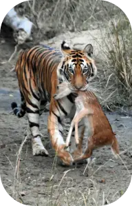 Do's & Don'ts for a Wildlife Tour in Kanha National Park