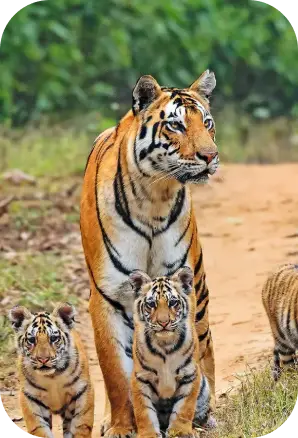 Fauna in Kanha National Park
