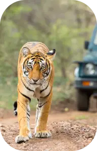 Fauna in Kanha National Park