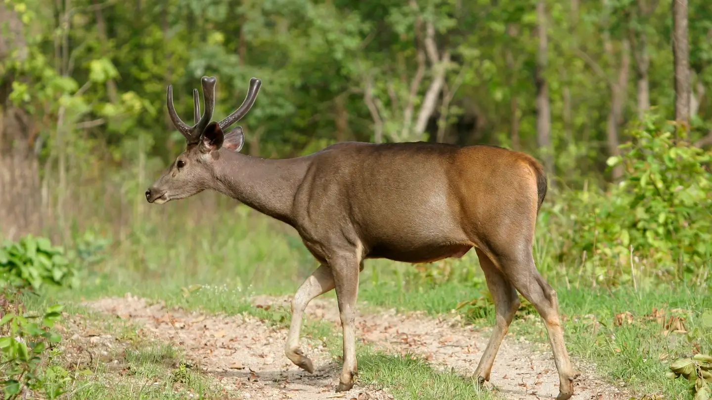 Fauna in Kanha National Park