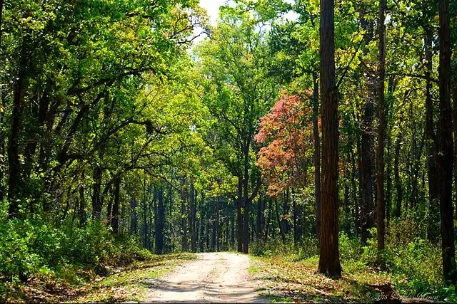 Flora in Kanha National Park