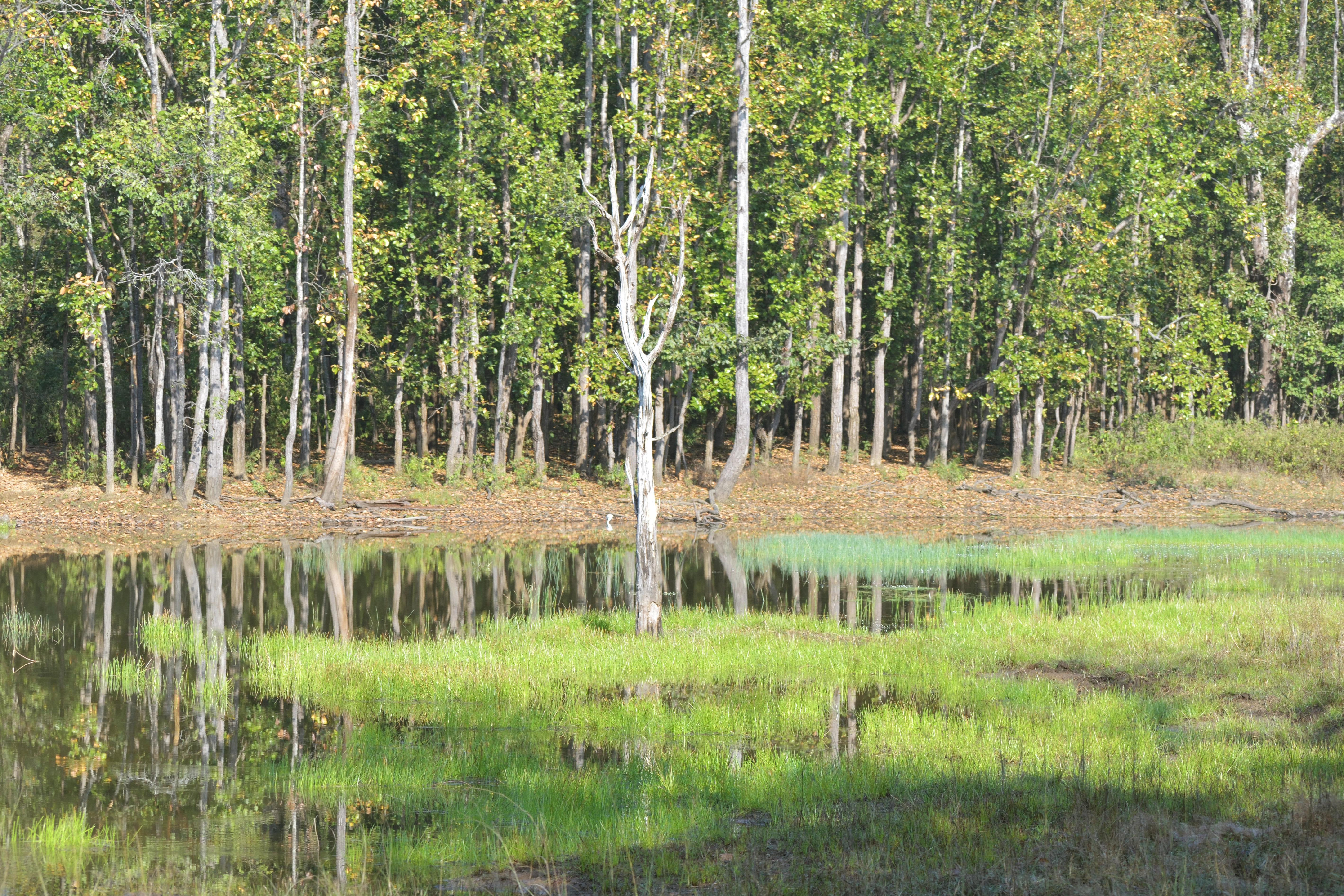 Flora in Kanha National Park
