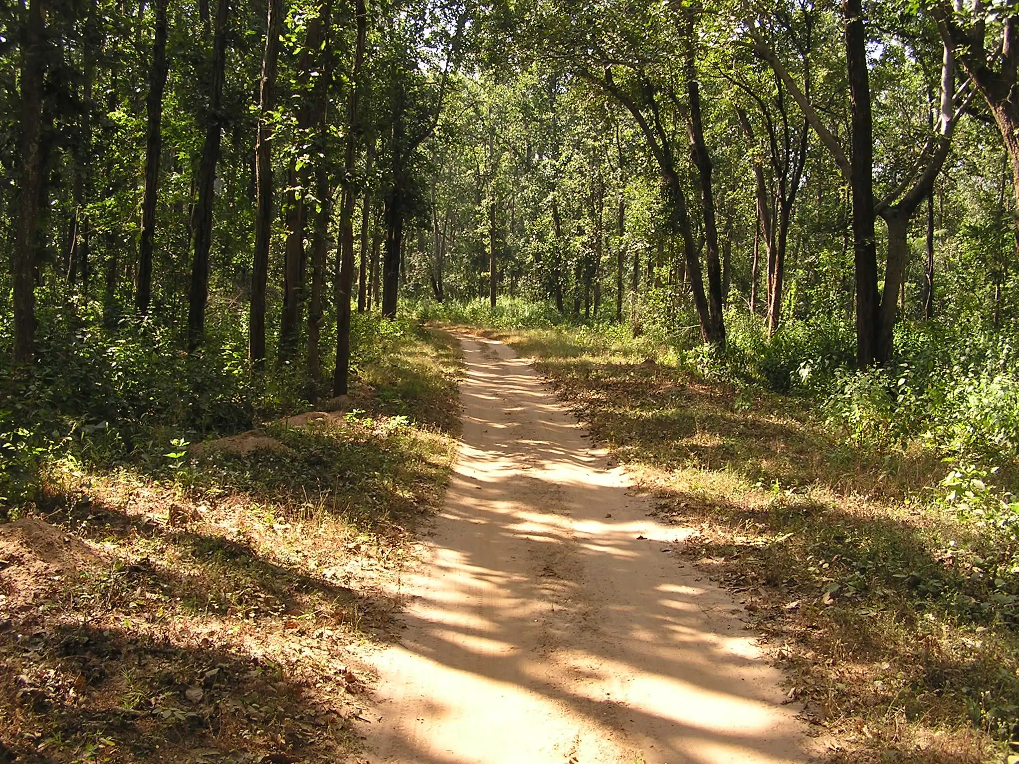 Flora in Kanha
