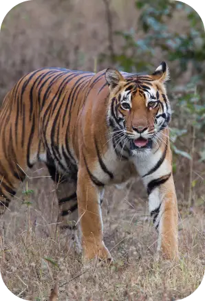 Geography of Kanha National Park