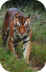 Geography of Kanha National Park
