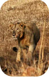 Gir National Park