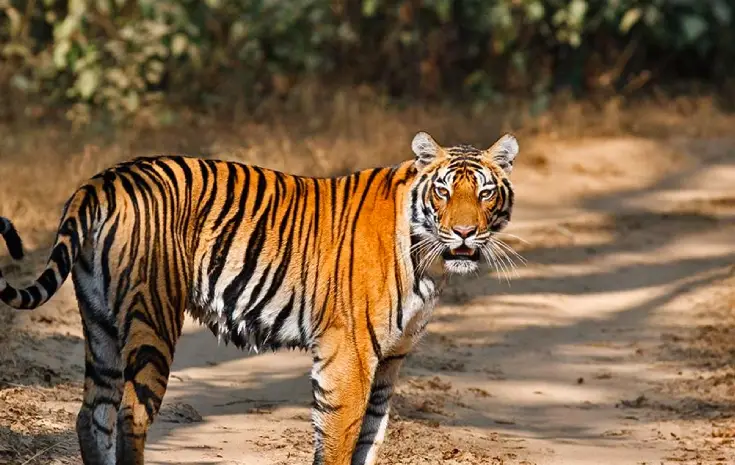 History of Kanha National Park