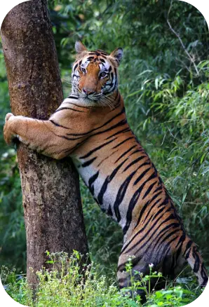 History of Kanha Tiger Reserve