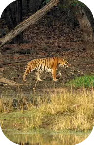History of Kanha Tiger Reserve