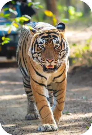 How to Reach Kanha National Park 