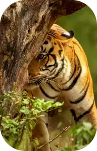 How to Reach Kanha National Park 