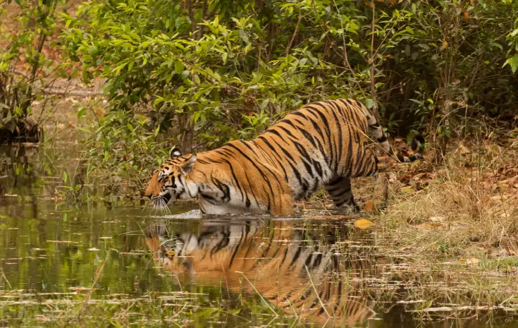 BANDHAVGARH
