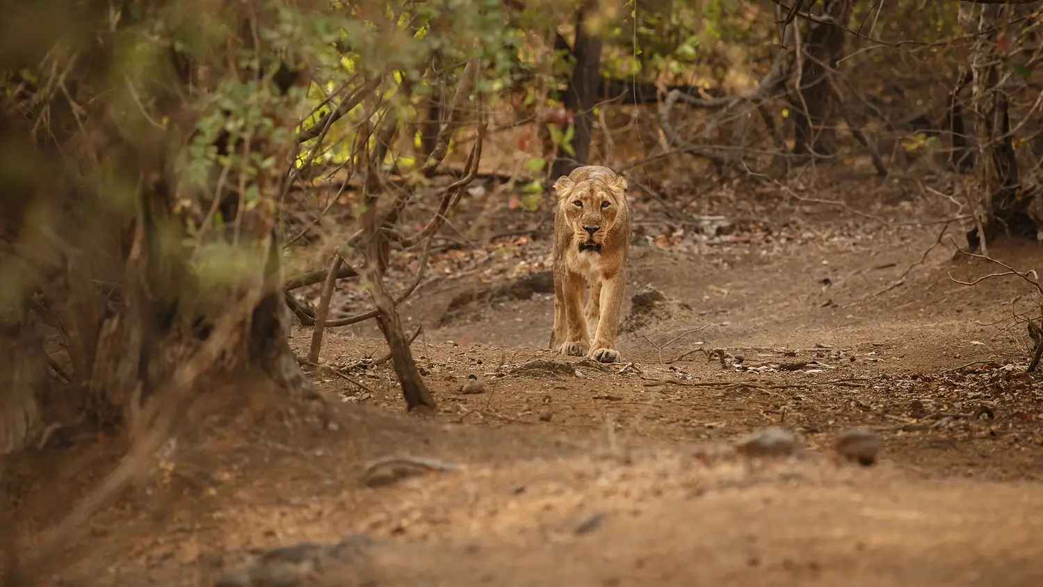 GIR NATIONAL PARK