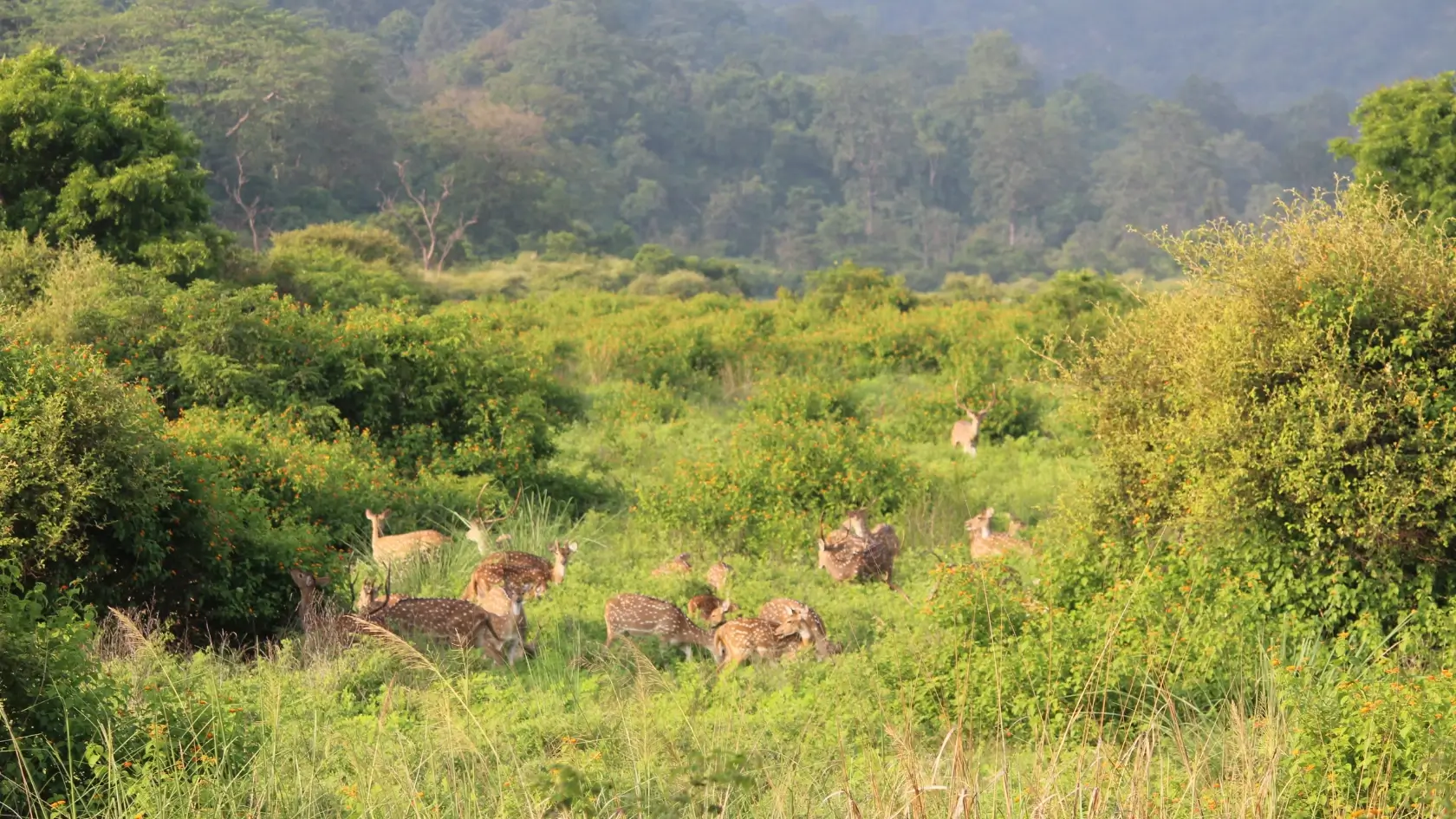 JIM CORBETT NATIONAL PARK