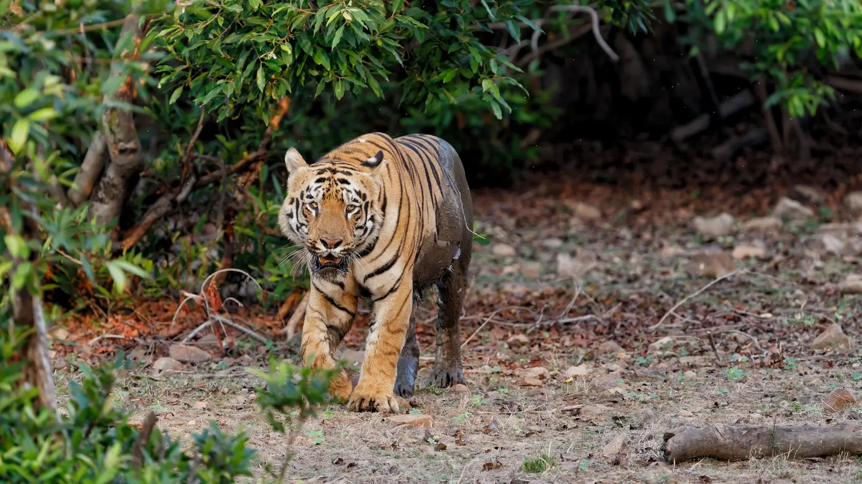 TADOBA NATIONAL PARK