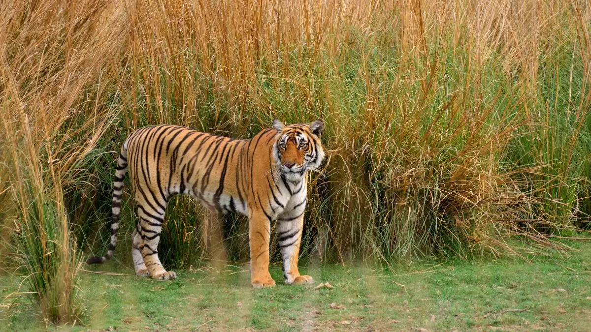 WILDLIFE TOURISM IN INDIA