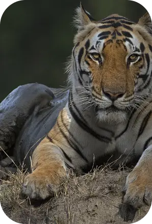 Wildlife Jeep Safari in Kanha National Park