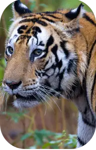 Wildlife Jeep Safari in Kanha National Park