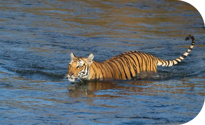 Jim Corbett National Park