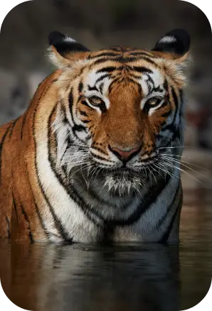 Jim Corbett Tiger Reserve