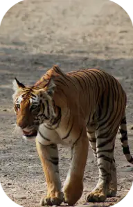 Jim Corbett Tiger Reserve