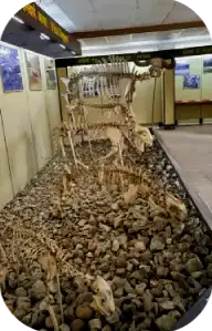 Best Time to Visit Kanha National Park