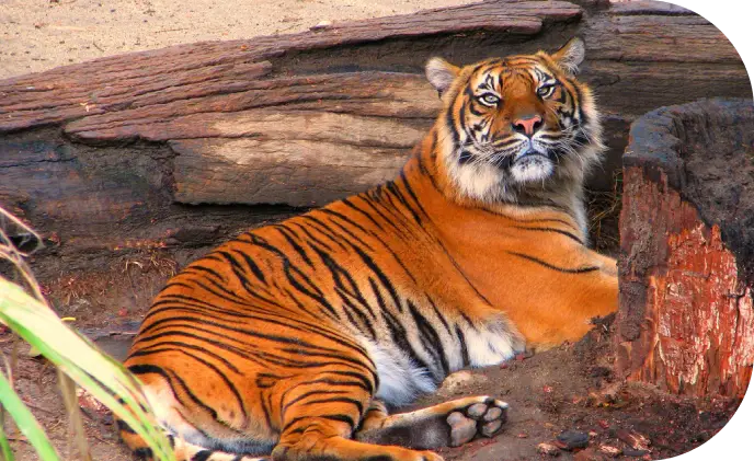 Kaziranga National Park