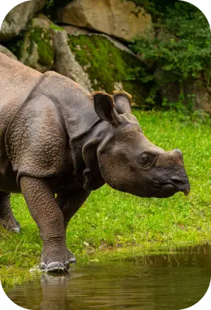 Kaziranga National Park