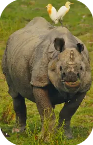 Kaziranga National Park