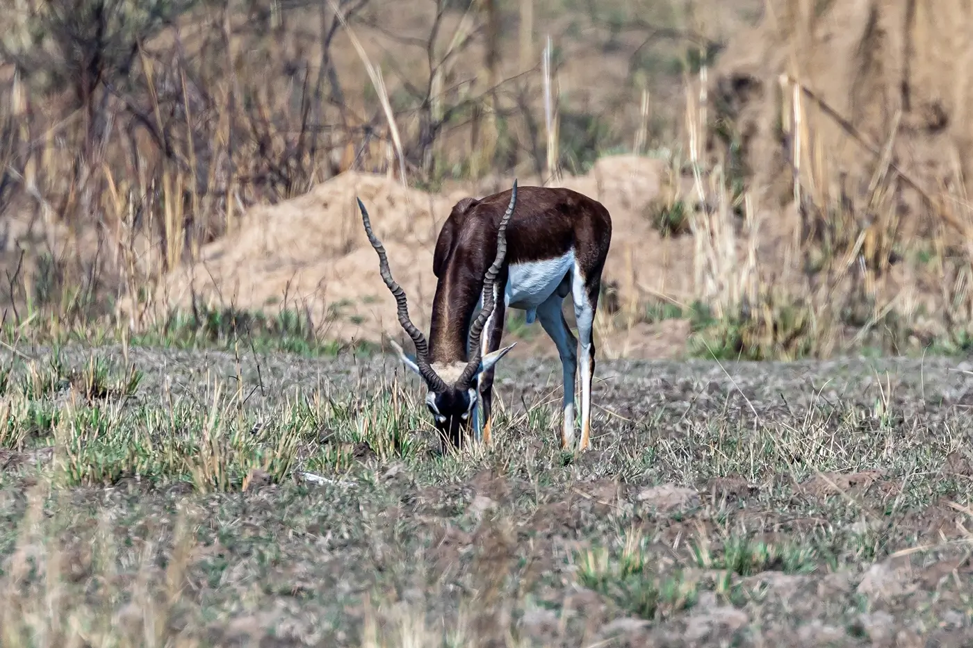 Mowgli's Trail - Pench & Kanha National Park