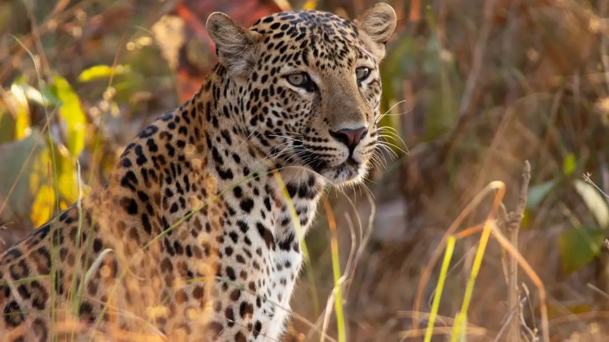 Mowgli's Trail - Pench & Kanha National Park