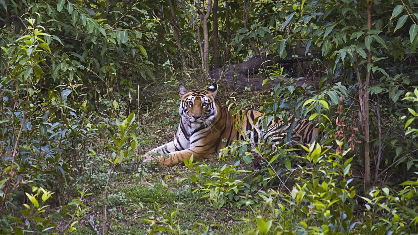 Bandhavgarh National Park