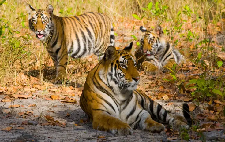 Kanha With Jabalpur Tour