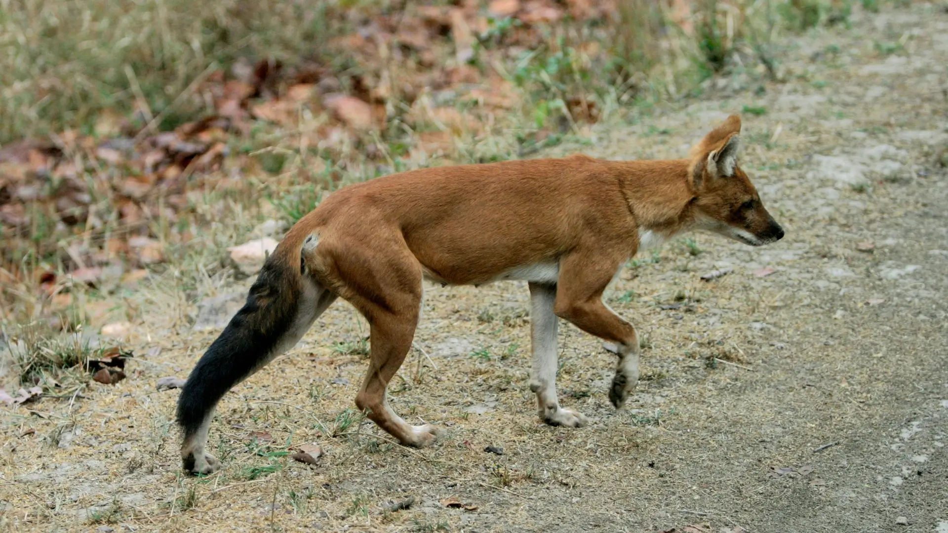 In Search of 'Wild Dog' - The Indian Dholes