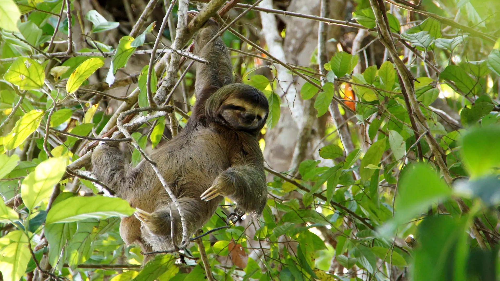 Bandhavgarh Kanha Wildlife Tour
