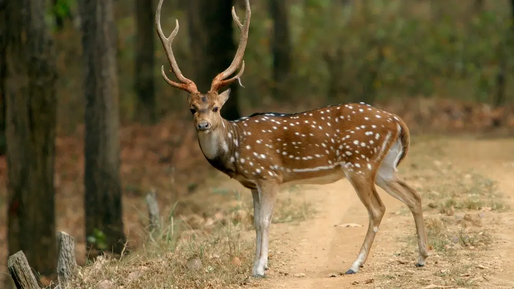 Wild dog and Indian dholes Tour