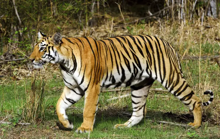 Kanha Pench Tour