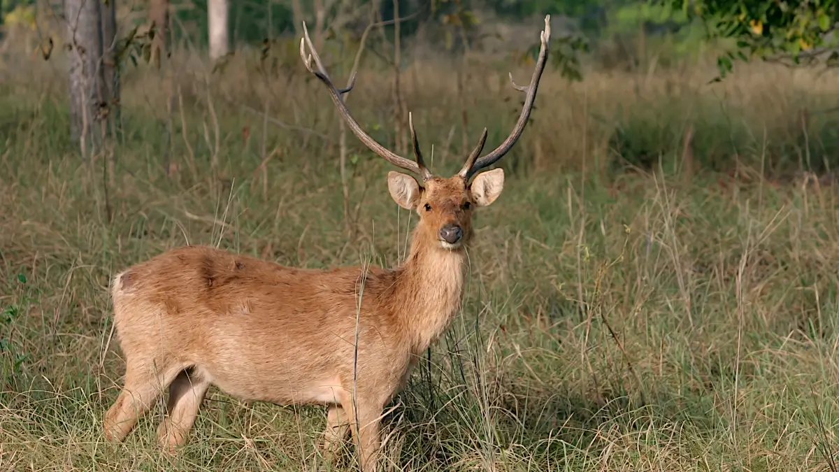 Pench & Kanha Tour Packages