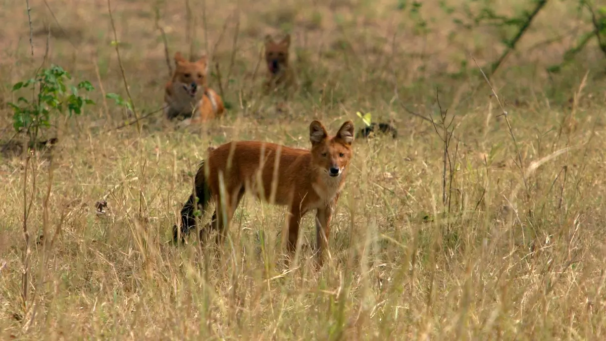 Bandhavgarh Kanha Wildlife Tour