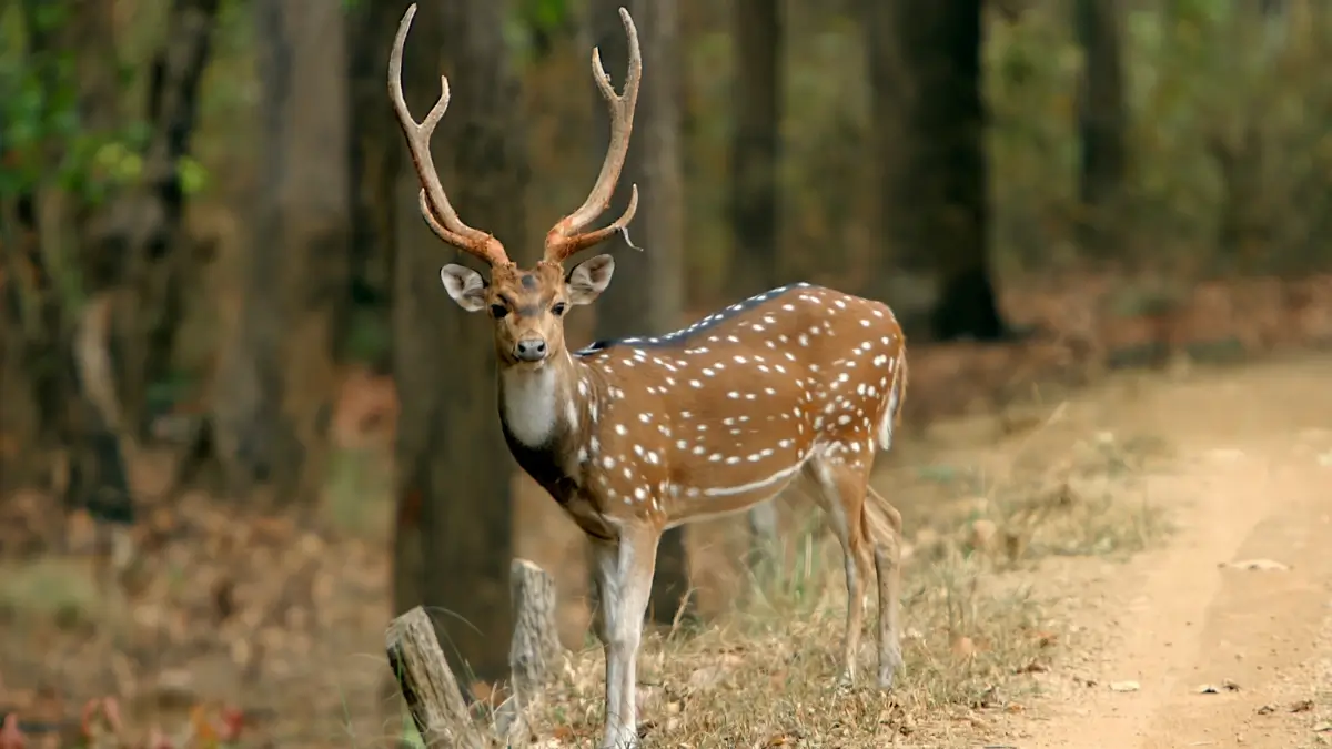 Wild dog and Indian dholes Tour